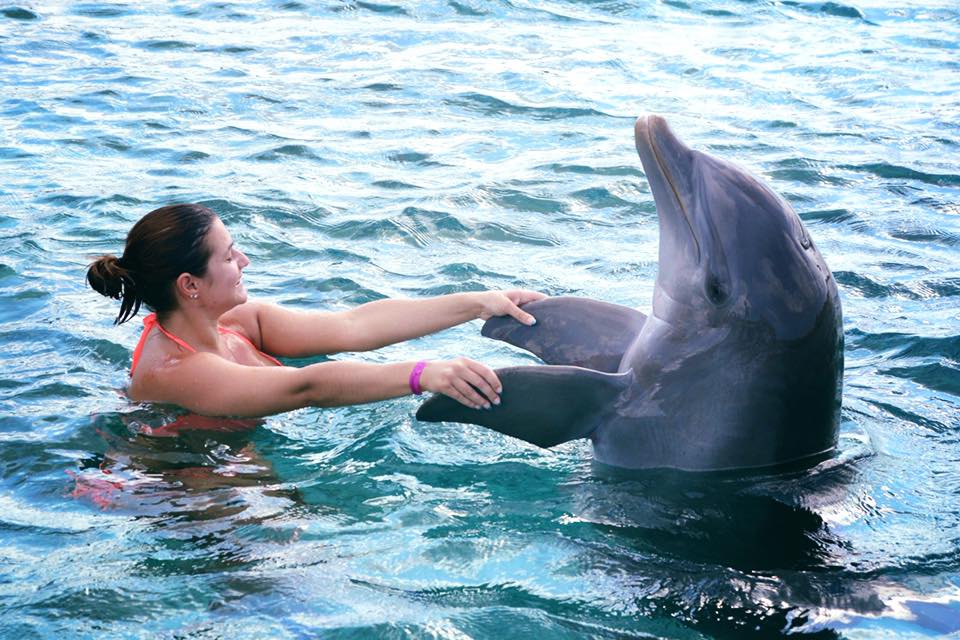 Dolphin Academy van Seaquarium