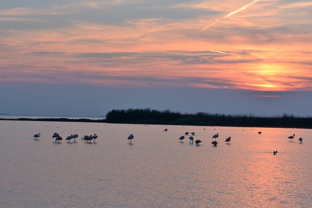 Flamingo Battenoord Casa Borita