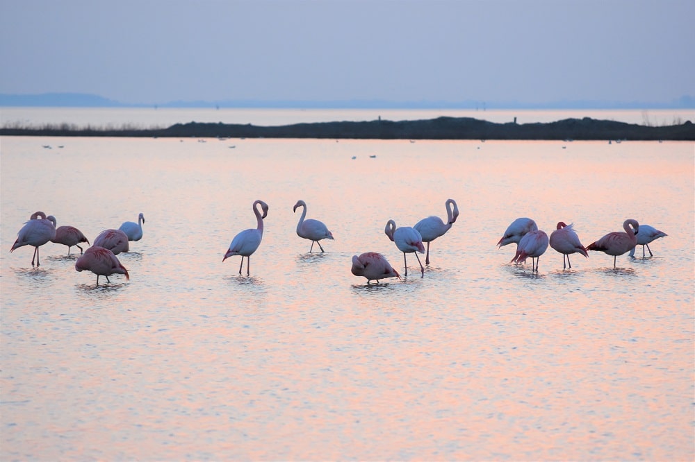 Flamingo Battenoord Casa Borita