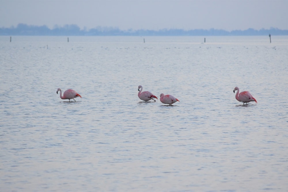 Flamingo Battenoord Casa Borita