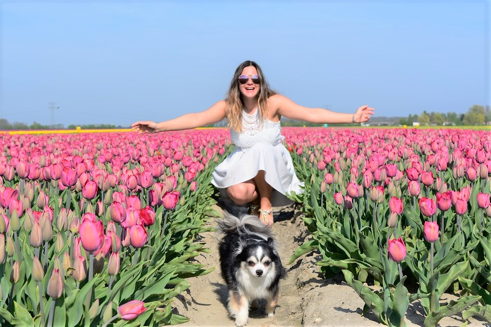 Tulpenvelden Goeree-Overflakkee Casa Borita Tulpenvelden Goeree-Overflakkee Casa Borita