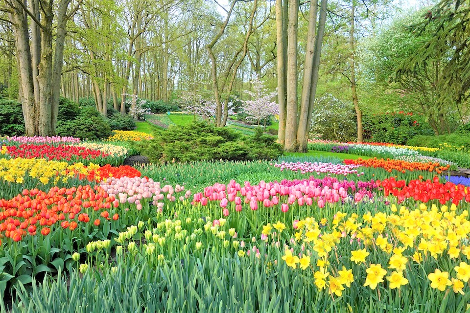 garden-3348404_960_720 garden-3348404_960_720