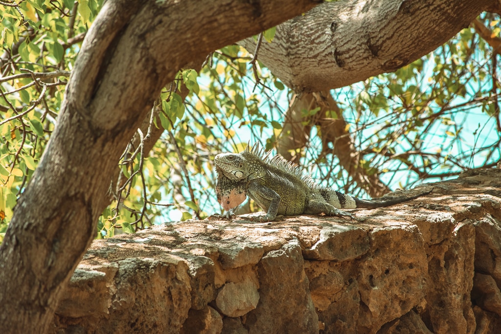 Curaçao iguana Curaçao iguana