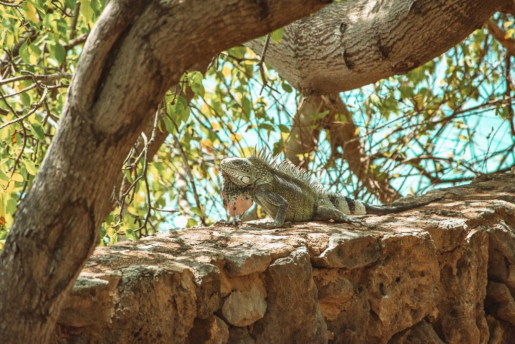 Curaçao iguana