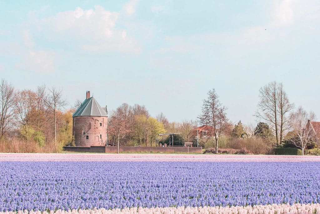 Hyacinth flower field Lisse Netherlands