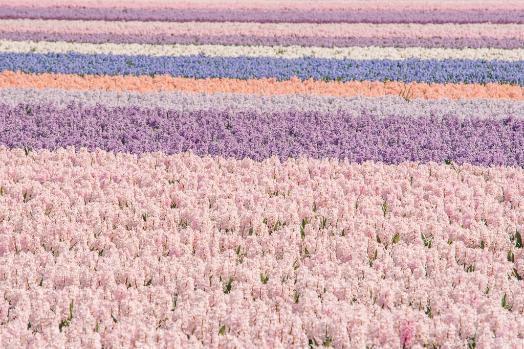 Hyacinth flower fields Lisse The Netherlands