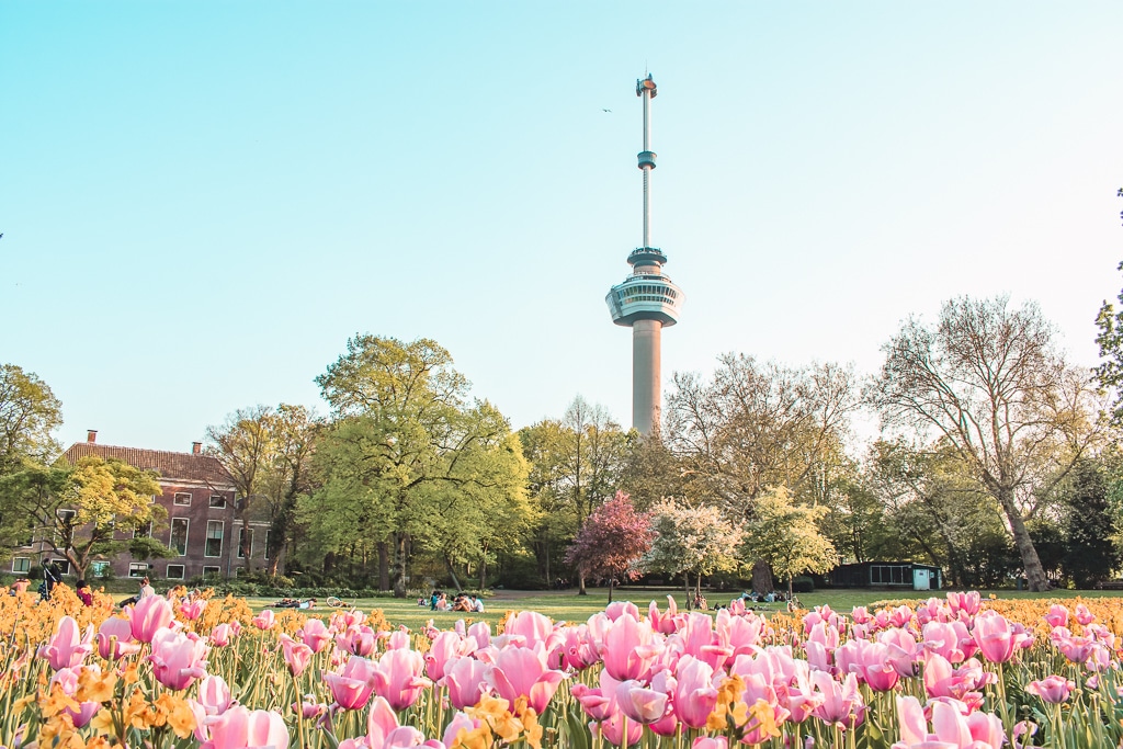 Tulips Euromast Park Tulips Euromast Park