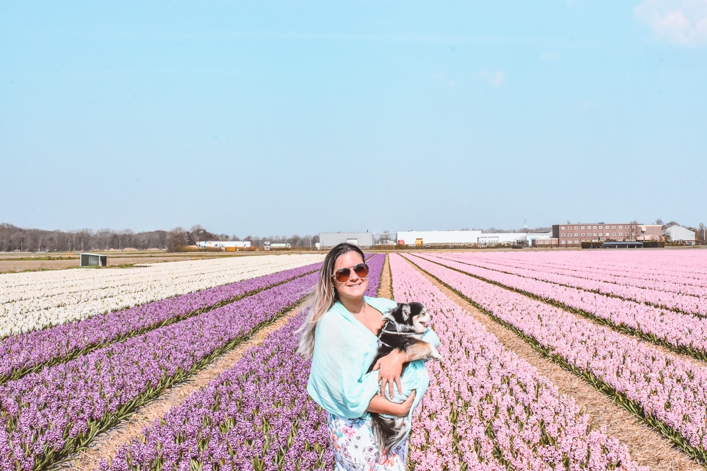 Hyacinth flower fields Voorhout The Netherlands