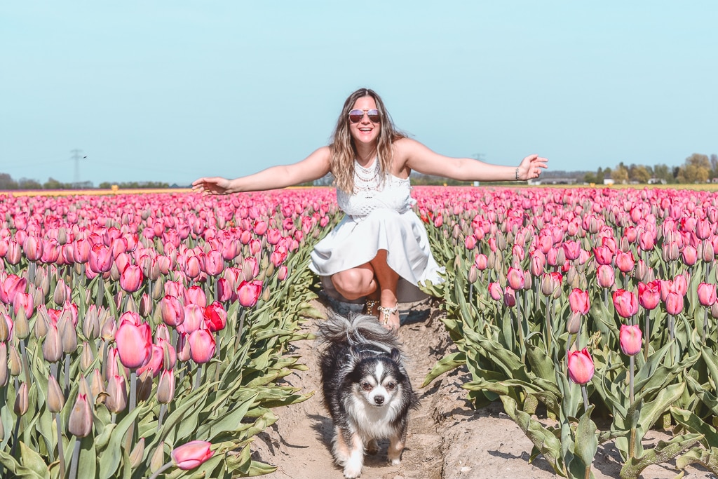 Tulip flower fields Goeree-Overflakkee The Netherlands