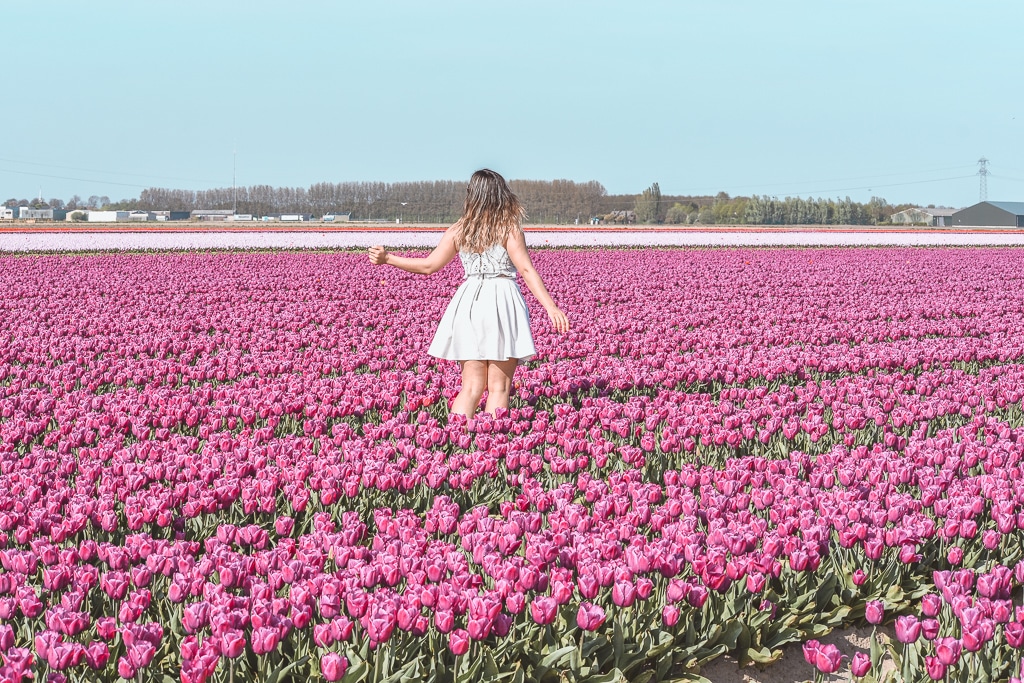 Tulip flower fields Goeree-Overflakkee The Netherlands Tulip flower fields Goeree-Overflakkee The Netherlands