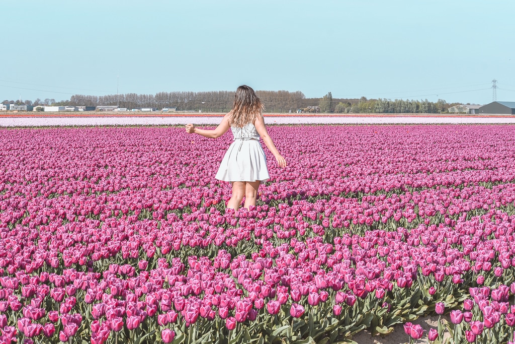 Tulip flower fields Goeree-Overflakkee The Netherlands