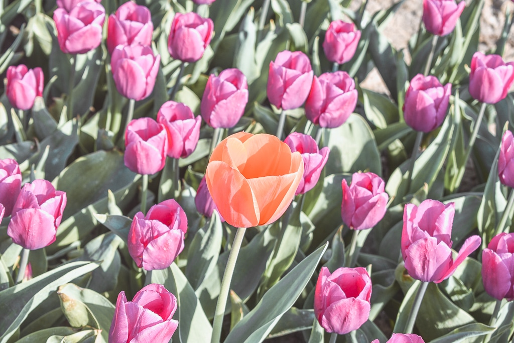 Tulip flower fields Goeree-Overflakkee The Netherlands