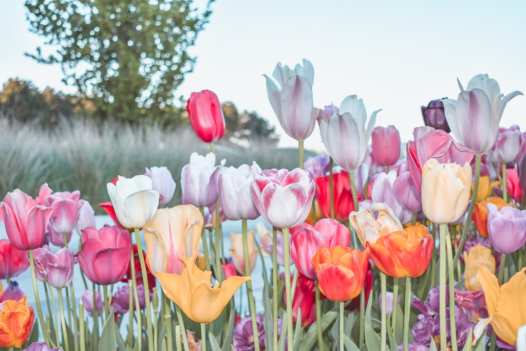 Keukenhof gardens Lisse Netherlands