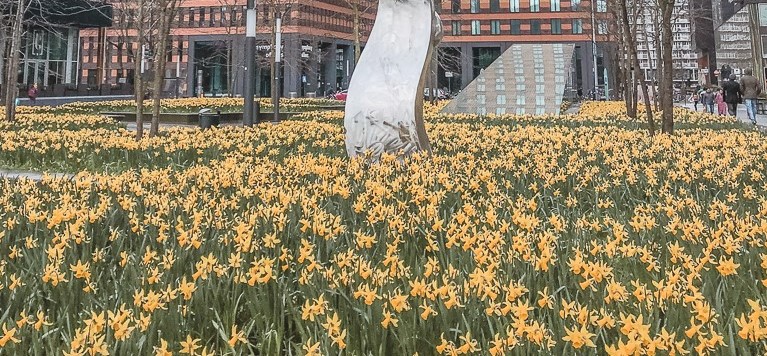 Daffodils in Amsterdam