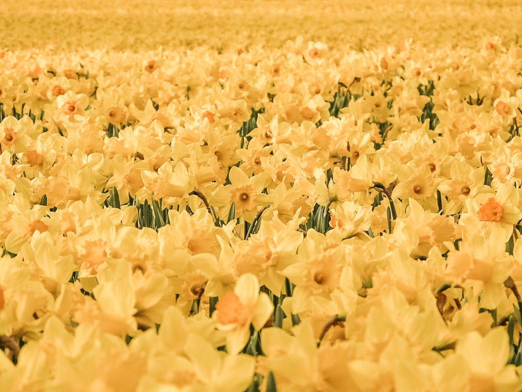 Daffodil field Daffodil field