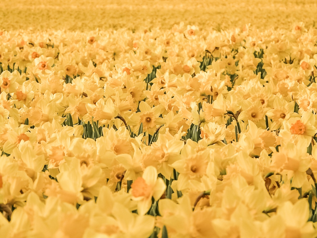 Daffodil field