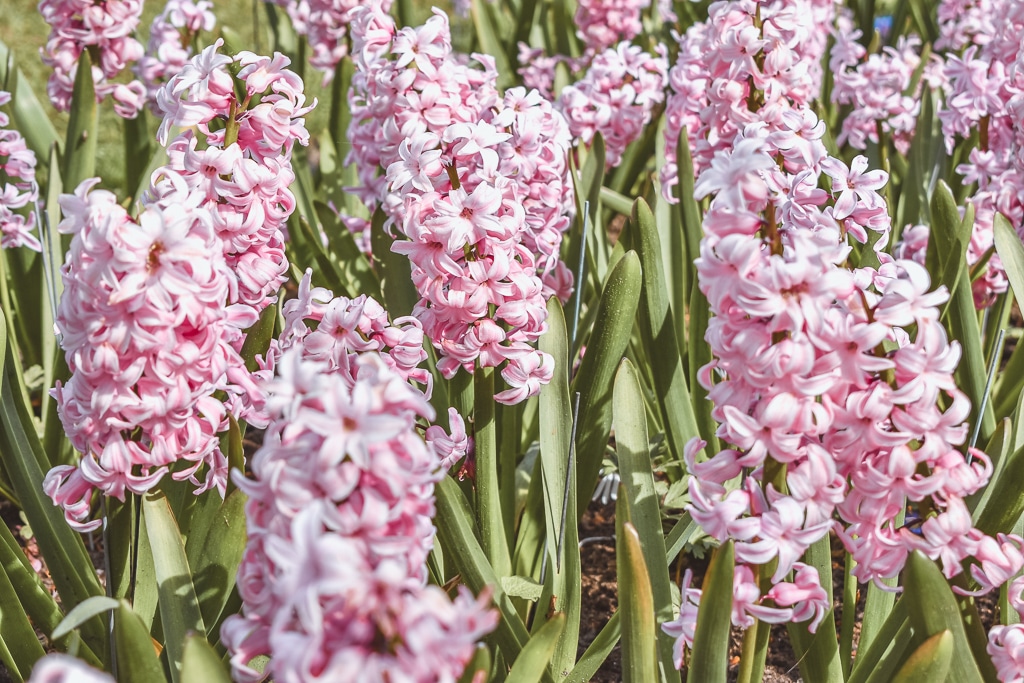 Keukenhof Lisse The Netherlands