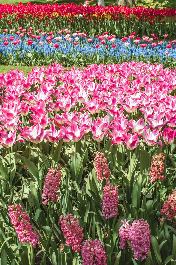 Keukenhof Lisse The Netherlands